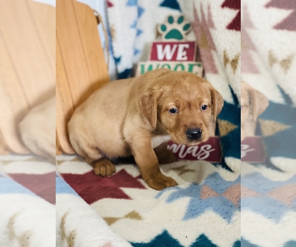 Medium Photo #3 Labrador Retriever Puppy For Sale in RICHLAND, IA, USA