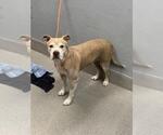 Small Mutt