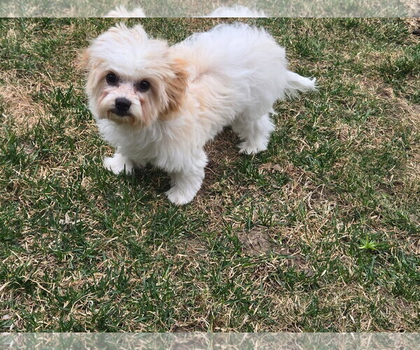 Medium Photo #3 Cavalier King Charles Spaniel Puppy For Sale in Sioux Falls, SD, USA