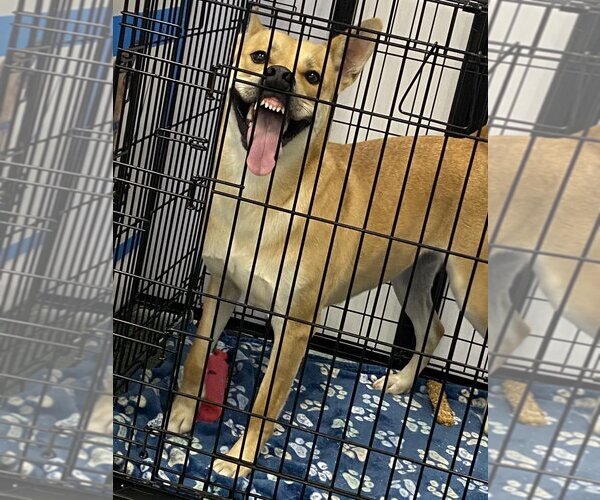 Medium Photo #2 Huskies -Labrador Retriever Mix Puppy For Sale in Godfrey, IL, USA