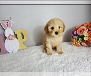 Goldendoodle (Miniature) Puppy for sale in CHULA VISTA, CA, USA