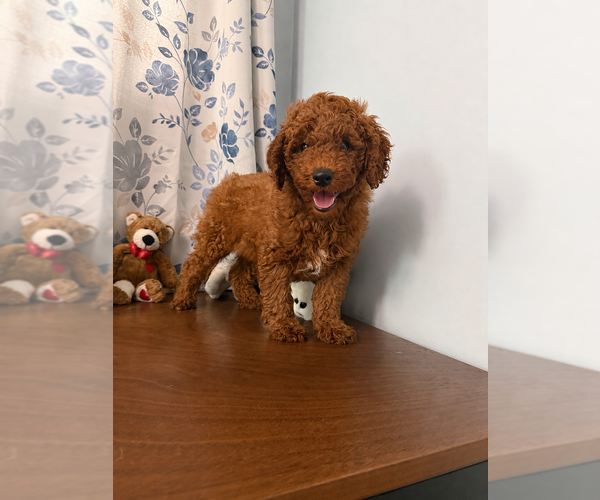Medium Photo #5 Poodle (Miniature) Puppy For Sale in DURHAM, CT, USA