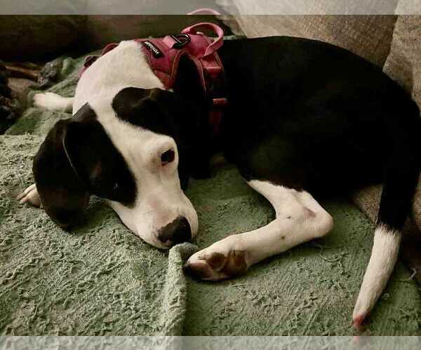 Medium Photo #5 Beagle-Unknown Mix Puppy For Sale in Middlesex, VT, USA