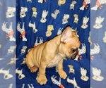 Small Photo #11 French Bulldog Puppy For Sale in N CHESTERFLD, VA, USA