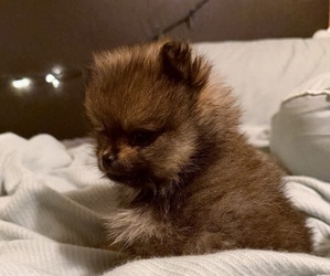 Pomeranian Puppy for sale in HUBERT, NC, USA