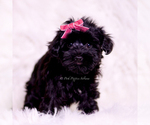 Small Photo #17 Yorkipoo Puppy For Sale in WARSAW, IN, USA