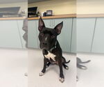 Small #2 Mutt
