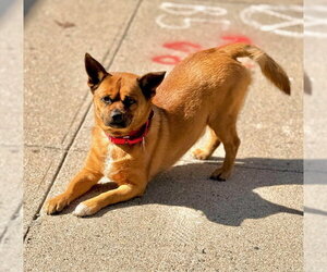 Chihuahua-Unknown Mix Dogs for adoption in Boston, MA, USA