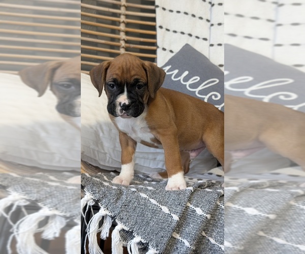 Medium Photo #3 Boxer Puppy For Sale in GOSHEN, IN, USA