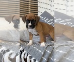 Small Photo #40 Boxer Puppy For Sale in GOSHEN, IN, USA