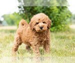 Small Photo #11 Goldendoodle (Miniature) Puppy For Sale in WARSAW, IN, USA