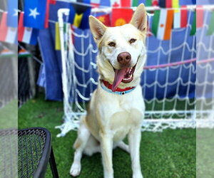 *HAZE - Male Siberian Husky-Unknown Mix Dog for Adoption - Photo #2