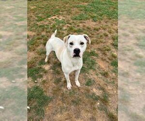 RAZOR - Male Mutt Dog for Adoption - Photo #4
