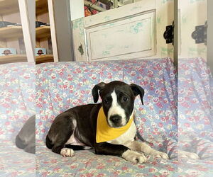 Labrador Retriever-Unknown Mix Dogs for adoption in Rockaway, NJ, USA