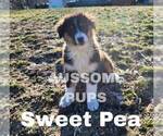 Small Photo #2 Australian Shepherd Puppy For Sale in LAKEVILLE, IN, USA