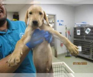 Mutt Dogs for adoption in Oklahoma City, OK, USA