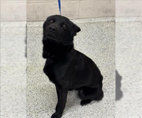 Medium Photo #1 Schipperke-Unknown Mix Puppy For Sale in Conroe, TX, USA