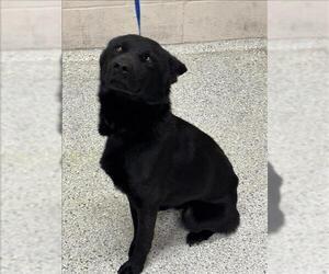 Schipperke-Unknown Mix Dogs for adoption in Conroe, TX, USA