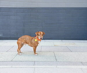 Rhen - Male Chiweenie Dog for Adoption - Photo #2