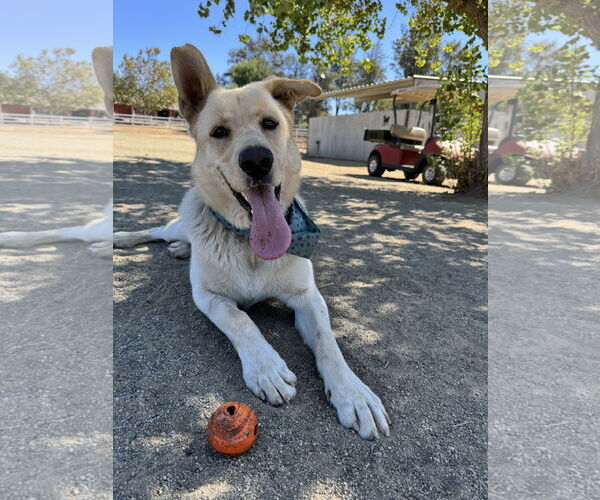 Medium Photo #5 Shepradors Puppy For Sale in Riverside, CA, USA