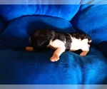 Small Photo #9 Bernedoodle Puppy For Sale in LEETONIA, OH, USA