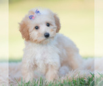 Small Photo #82 Goldendoodle (Miniature) Puppy For Sale in WARSAW, IN, USA