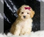Small Photo #135 Maltipoo Puppy For Sale in WARSAW, IN, USA