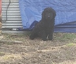 Small Photo #9 Labradoodle Puppy For Sale in VIENNA, IL, USA