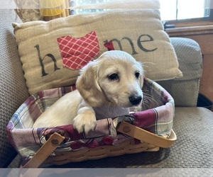 Dachshund Puppy for sale in BROOKVILLE, OH, USA