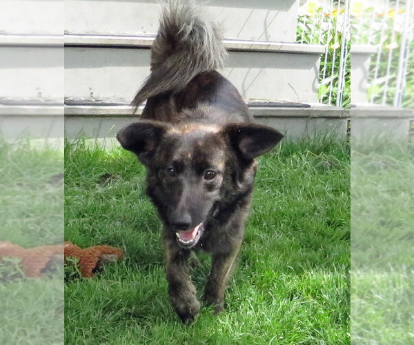 Medium Photo #2 Pomeranian-pomeranian spitz Mix Puppy For Sale in Grovertown, IN, USA