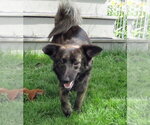 Small #1 Pomeranian-pomeranian spitz Mix