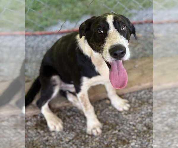 Medium Photo #2 Mutt Puppy For Sale in Boston, MA, USA