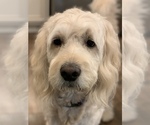 Small Photo #1 Goldendoodle Puppy For Sale in CONROE, TX, USA