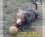 Small Photo #6 American Pit Bull Terrier Puppy For Sale in DELAWARE, OH, USA