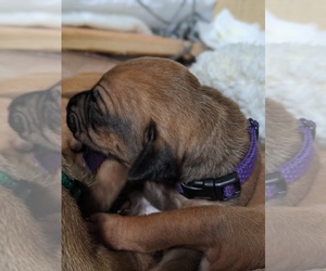Rhodesian Ridgeback Puppy for sale in POWDER SPGS, GA, USA