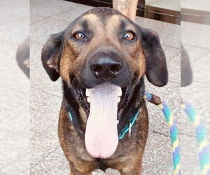 Tesla (Courtesy Post) - Adopt Me! - Female Mutt Dog for Adoption - Photo #5