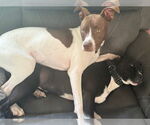 Small #32 American Pit Bull Terrier Mix