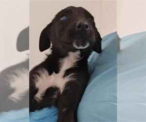 Labrador Retriever Dogs for adoption in Bakersfield, CA, USA