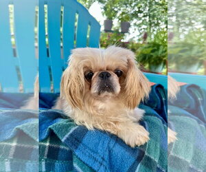 Shinese Dogs for adoption in Pacolet, SC, USA