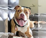 Small American Bulldog Mix