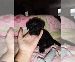 Small Photo #5 Chorkie Puppy For Sale in KANNAPOLIS, NC, USA