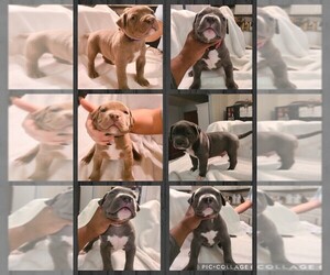 American Bully Puppy for sale in CHAGRIN FALLS, OH, USA