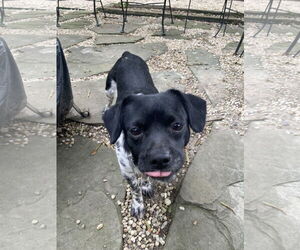 Chihuahua-Unknown Mix Dogs for adoption in Holly Springs, NC, USA