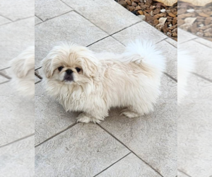 Pekingese Puppy for sale in ROGERSVILLE, MO, USA