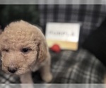 Small #19 Goldendoodle