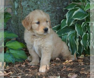 Golden Retriever Puppy for sale in FREDERICKSBG, OH, USA