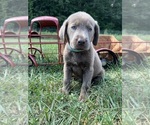 Small #2 Labrador Retriever