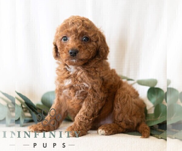Medium Photo #5 Poodle (Miniature) Puppy For Sale in DORNSIFE, PA, USA