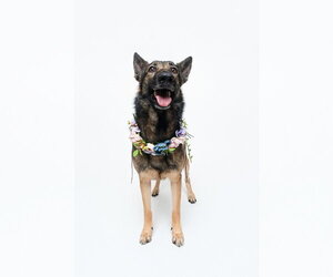 Mila - Female German Shepherd Dog Dog for Adoption - Photo #8