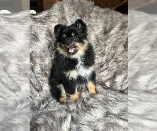 Medium Photo #2 Pomeranian Puppy For Sale in ARNOLD, MD, USA